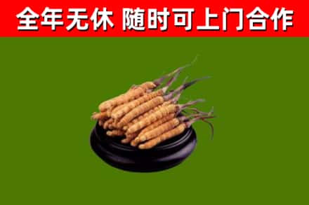 博尔塔拉回收散虫草